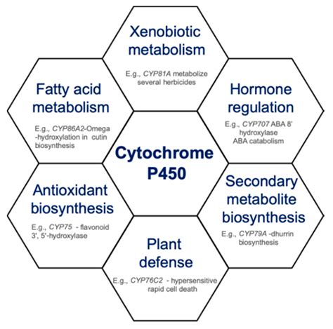Cytochrome P450 .